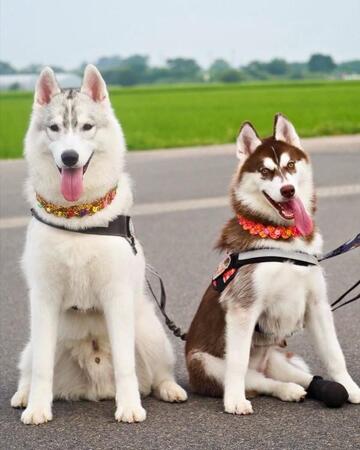 犬を飼って初めて言った言葉「お兄ちゃんを食べないよ」　ハスキー兄妹の全力じゃれ合いに「ガッツリいってますねw」