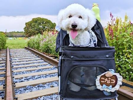 飼い主と愛犬の昼寝姿が…ソックリすぎ！？　「夏休みに遊び疲れて寝ちゃった兄弟って感じ」「平和すぎてたまらん」