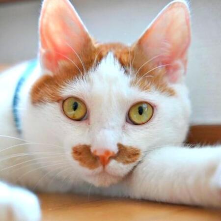 押し入れで寝る猫、「正体はドラえもん」！？　ひょっこり姿に2.5万いいね「未来から来たにゃよ」「キョトン顔かわいい」