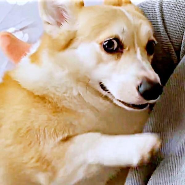 「なぜ止めた？」 あんずちゃんが見せた行動は…（画像提供：ばなななさん）