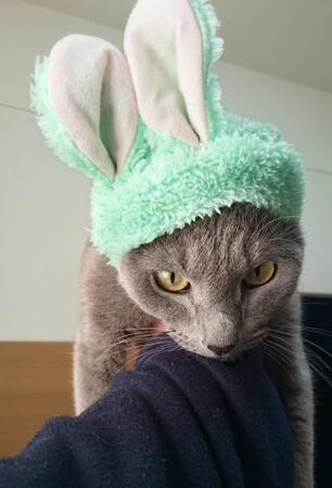 14歳の愛猫が余命3カ月と告げられ　猫には稀な「血管肉腫」と診断…“新年を一緒に迎えたい”飼い主の願いに応えた最期の贈り物