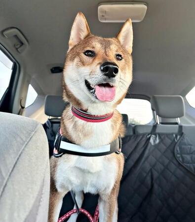 車でお出かけ♪ ウキウキ、笑顔の海珠ちゃん（画像提供：海珠 四国犬さん）