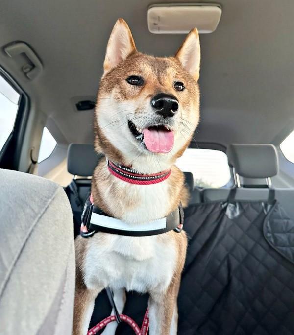 車でお出かけ♪ ウキウキ、笑顔の海珠ちゃん（画像提供：海珠 四国犬さん）