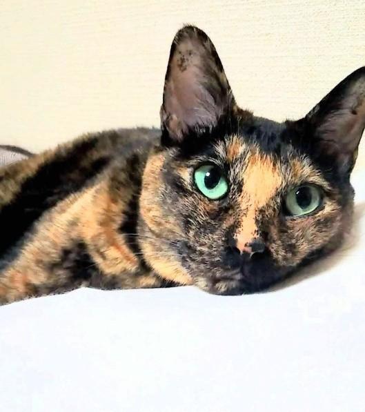 最期まで家族想いの猫だった