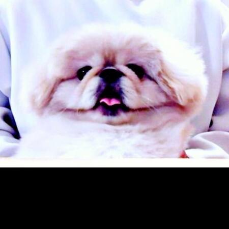 まるで「ど根性ガエル」のピョン吉!? リモート会議に“参加”した犬がスウェットと奇跡の一体化 SNS驚き「ほんとに服に見えました」