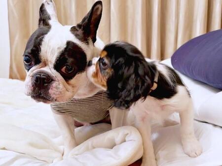 叱られた犬たち、絵に描いたようなしょんぼり＆拗ね顔　「良い表情すぎますwwwww」「やっちまった感半端ない」「ションボリーヌ」