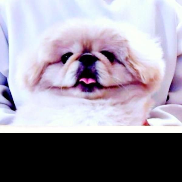 フィット感がはんぱない！ さらに引きで見ると…（画像提供：ペキのどんきちさん）