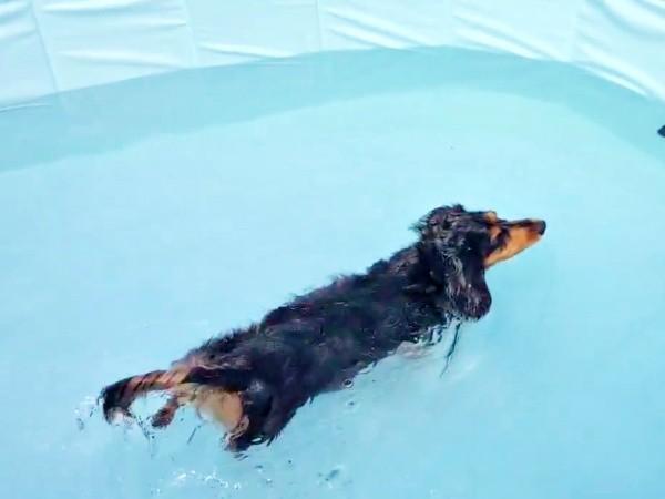 プールの中をスイーッと泳ぐピノくん（画像提供：ピノさん）