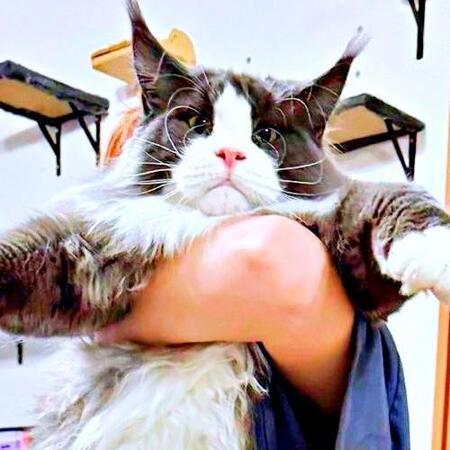 また大きくなった…？ 体長100cm超の巨大猫を抱っこ→「存在感すご」「抱き枕になれる」