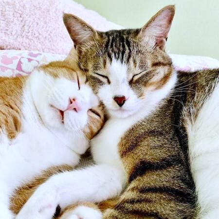 保護時、目は開かず鼻はグズグズ　いたずら盛りの兄弟猫に飼い主が「救われた」と感謝する理由