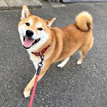 笑顔で散歩する岳くん。帰宅後、足拭きをしようとすると…！？（画像提供：岳 柴犬さん）