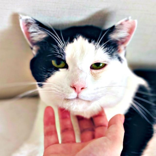ニコッ！ アゴ撫でされながら笑みを浮かべる猫さん（画像提供：社内さん）