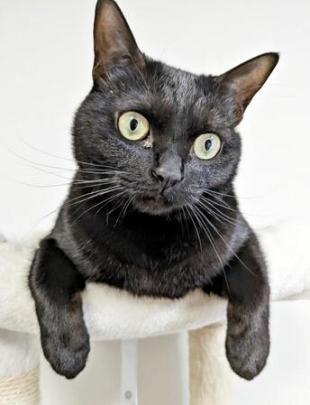 スーパーの駐車場にいた子猫「やっぱり飼えない」寄る辺を失った黒猫にビビビッ「うちの子に」始まった幸せな日々