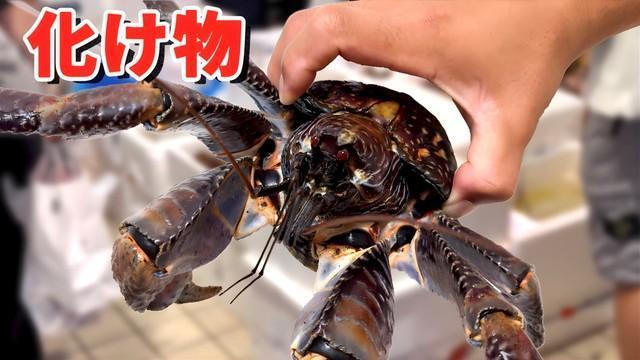 活ヤシガニ 食用・飼育どちらでも可！ デカッッ！なんでスーパーに？ 鮮魚コーナーで買ったヤシガニ飼う