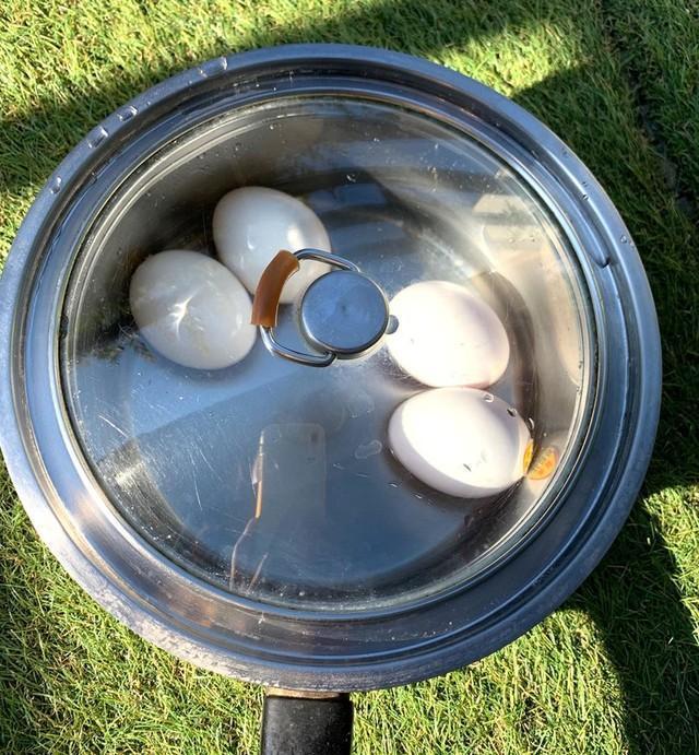 午前7時、実験開始直後は水温23度（後藤羽矢子さん提供）