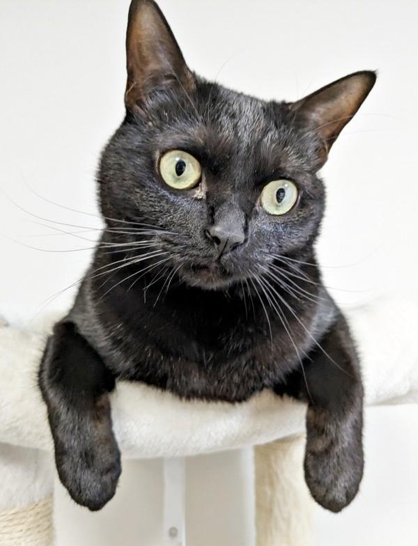 キャットタワーで前足だらーん。くつろぐごまちゃん（画像提供：ぺぺ太さん）