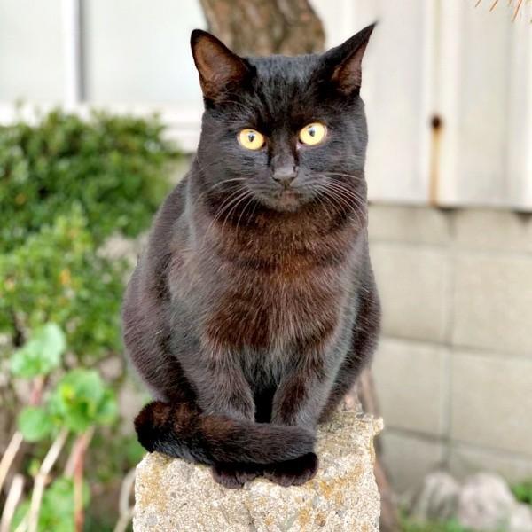 野良猫時代、飼い主さんを見つめるクロちゃん（画像提供：ぺぺ太さん）