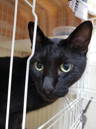 保護した猫は、首が伸びずカチカチだった　なぜ？飼い主の「無自覚」が残した深い傷