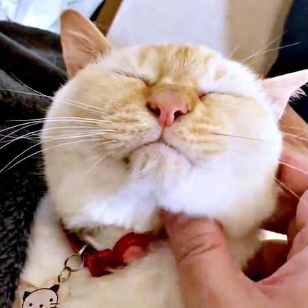 21歳になった元保護猫は今も元気です…!お迎えしたその日から“猫下僕”になった飼い主「貫禄のありますね」