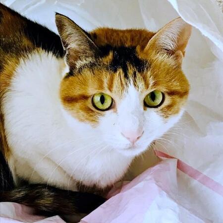 鍵のかかった物置から聞こえた子猫の鳴き声、猫風邪で目も鼻もふさがり…ペットロスの私を救ってくれた出会い