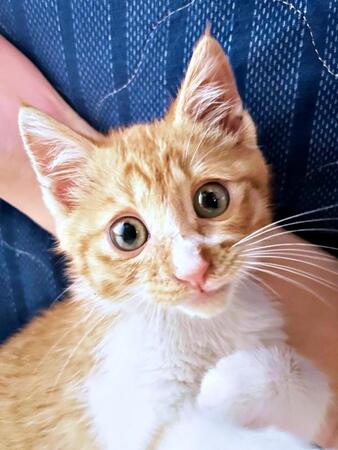 高所で立ちすくむ子猫を発見!→職場に緊急連絡、鼻は詰まり口で呼吸…保護時は衰弱 今では“肩乗り猫”に成長