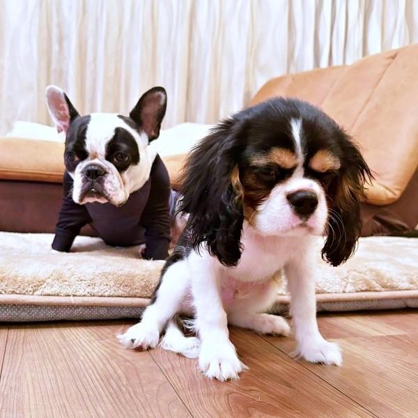 喧嘩しすぎて怒られた（奥）がぶくん、（前）ぱっちくん（画像提供：がぶとぱっちさん）