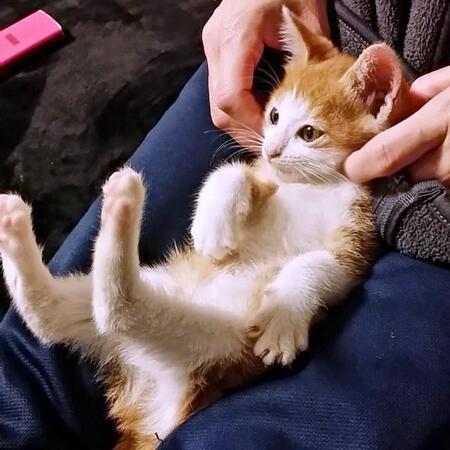 捨てられていた生後1カ月の猫→ひと晩しっかり考えて決心　警戒心むき出しだったのに今は…すっかりお嬢様