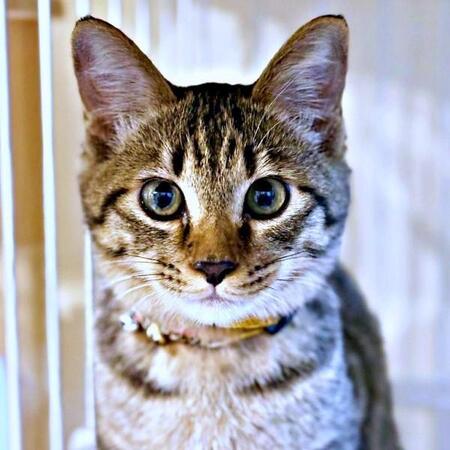 先住猫たちが興味津々、毛玉のような子猫　「なめられたらあかん」と決意の表情、初日の寝床にビックリ！