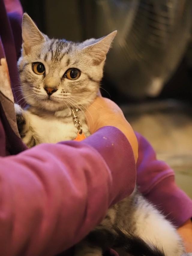 猫の存在が、人の心を癒やし生きる力を取り戻す「アニマルセラピー」としての役割も（保護猫カフェ「ひだまり号」提供）