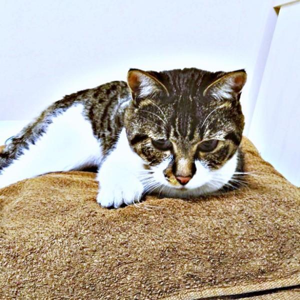 保護時、推定3歳だったてつおくん。すぐにパパの枕上でくつろいでいました（画像提供：まりてつさん）