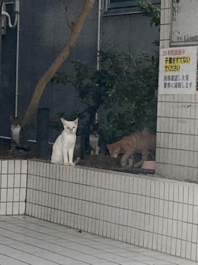 ビルに住み着いた36匹の猫を一斉手術へ（にゃんともさん提供）