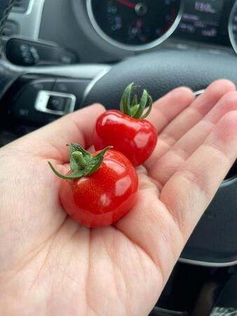 「お客様の中にトマトのプロはいらっしゃいますか?」“幻のトマト”の正体が判明 「ぷよ何とかって名前だった気がする…」投稿に600件超の反響