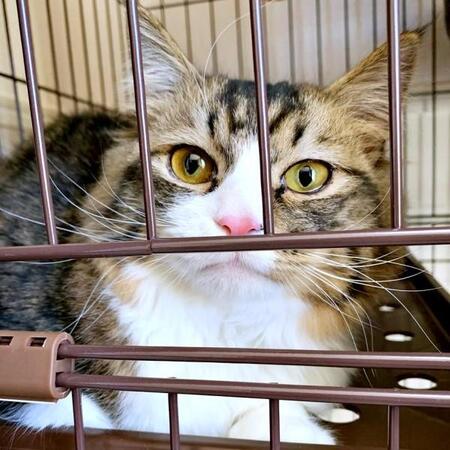軽い気持ちでのぞいた保護猫譲渡会でハート鷲づかみ!ふわふわ長毛の男の子と運命の出会い 夜鳴きで不安な夜を越えてかけがえのない家族に