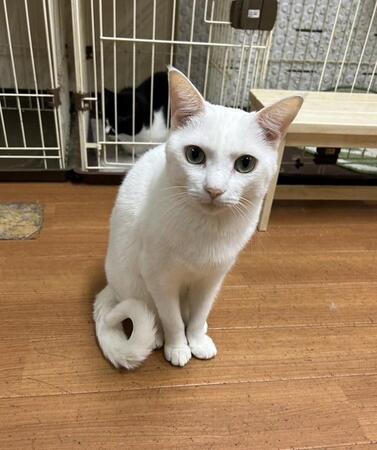 火災から3週間、焼け跡に残された猫を探し続けた日々「まだ戻らない子がいる」備えていたはずなのに…飼い主の後悔