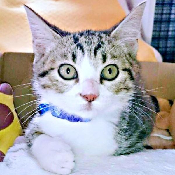 お迎え当初、生後推定1カ月半の元気くん。あどけない表情がキュート（画像提供：MOTOさん）