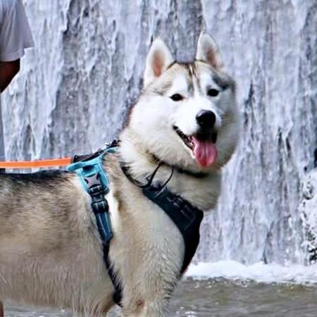 犬の「鼻からプシャー！」滝の前で偶然撮れた奇跡の1枚に反響　「マーライオン的な」「勢いがえげつない」「めちゃ笑いました」