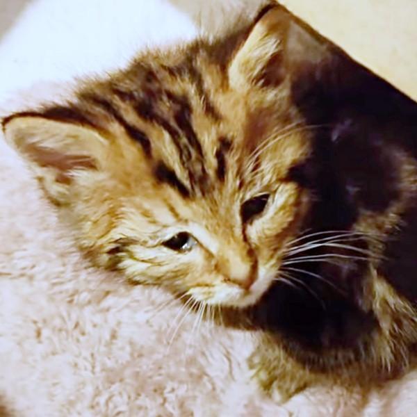 保護時、命の危険もあるほど衰弱していたちびすけくん（画像提供：あるくきくらげさん）