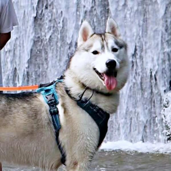 滝の前で涼む珀くん。偶然、撮影できた奇跡の1枚とは…（画像提供：ハスキーの珀くん）