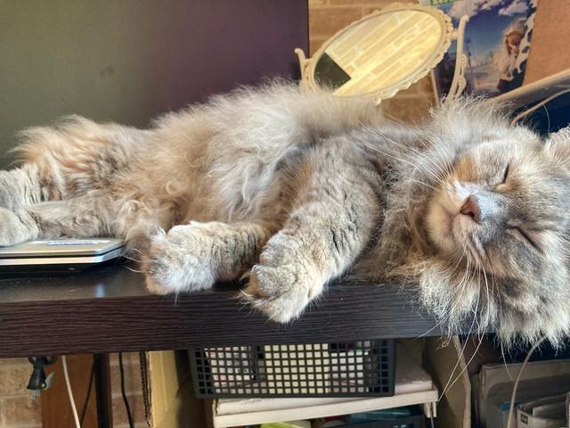 クローゼットの奥で昼寝しているかと思ったのですが、呼んでも返事がなくて…愛猫が消えた？！（るちゃちゃんの飼い主さん提供）