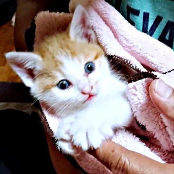 生後推定1カ月、飼い主さんに抱っこされる美晴ちゃん（画像提供：Atsusi_Miharuさん）