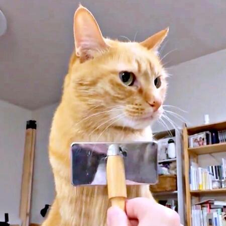 胸のフサフサを触るのは「許可制」です！？ 茶トラ猫、ブラッシング中に触られて即座に“終了宣言”　「それは違う感」