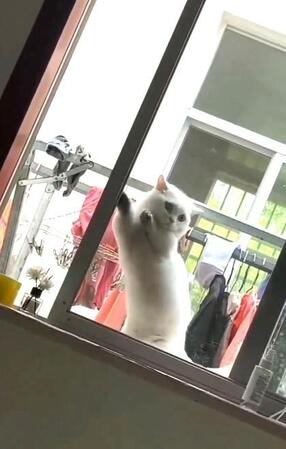 ご近所猫「みーちゃん」が“勝手に居着いた”1年間　男性が忘れられない優しい日々