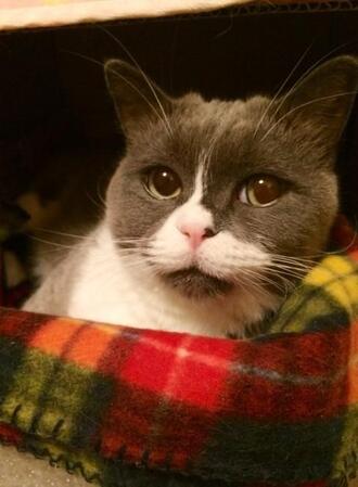 希少ガン「血管肉腫」と闘った愛猫 抗がん剤で14歳の誕生日を迎えた夏、大地震で急変…腕の中に残った温もり