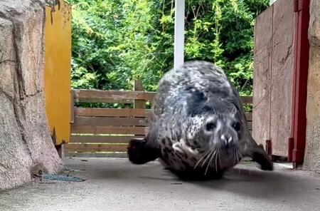 「ぽよんぽよん♪」アザラシが全力ジャンプ「かわいいいい」「思ったより弾む」