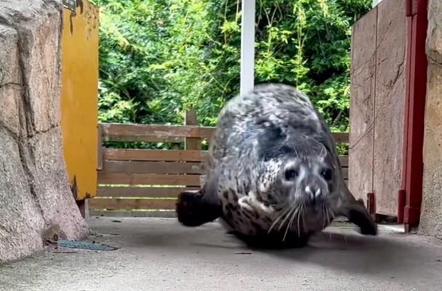 ゴマフアザラシ「みなと」の出勤姿（出典：那須どうぶつ王国　公式X）