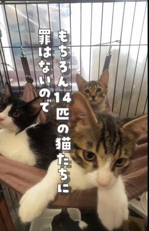 また子猫14匹が遺棄…保護猫施設の代表が訴える「命を黙って置いていかないで」