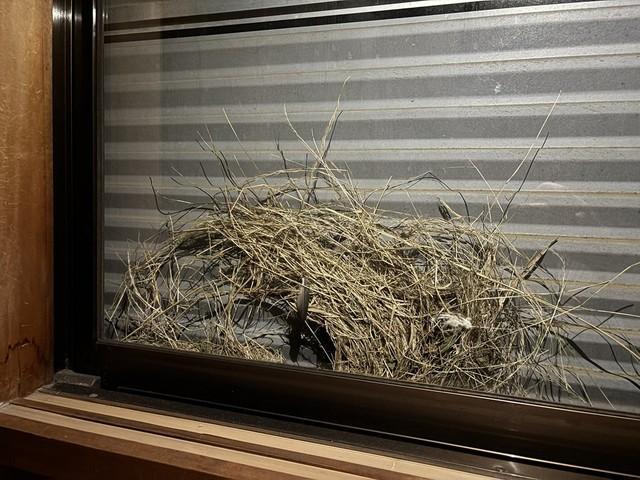 自宅の障子を開けると、なんとそこにはスズメの巣／Yoshihito OHMURAさん（@lichemon5）提供