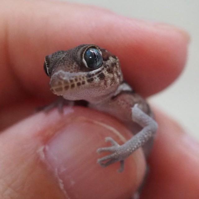 ミニミニサイズのヤモリの赤ちゃん／ぴよ@カエルと暮らすさん（@PIYO_KAERU）提供