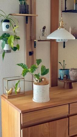ダイソーで500円で購入→ある日、部屋に良い香りが…！　花が咲くのはレアな植物に「本当に咲くんだ…！」