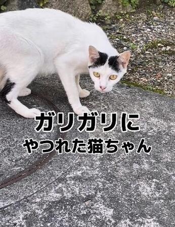 ガリガリに痩せた野良猫にご飯をあげると→くわえてどこかへ「母の愛に涙が止まらない」